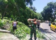 Pohon Tumbang di Senggigi, Babinsa dan Warga Bersihkan Jalan