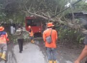 Pohon Tumbang Terjang Lombok Barat, Petugas Sigap Evakuasi Demi Keamanan Warga