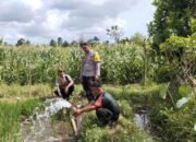 Kolaborasi Kelompok Tani, Babinsa dan Bhabinkamtibmas: Sistem Pompanisasi Meningkatkan Hasil Panen Petani di Lombok Barat