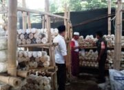 Pemdes dan Babinsa Dukung Budidaya Jamur Tiram Putih di Peteluan Indah