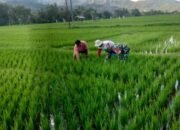 Babinsa Sama Guna dan Petani Bersihkan Sawah Demi Panen Melimpah