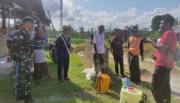 Inovasi Pertanian di Gerung: Kolaborasi Babinsa dan PPL Tingkatkan Hasil Panen Jagung