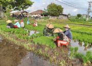 Babinsa Tanjung Dampingi Petani Tanam Padi Infari 32