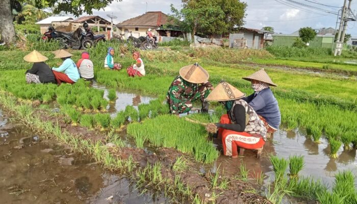 Babinsa Tanjung Dampingi Petani Tanam Padi Infari 32