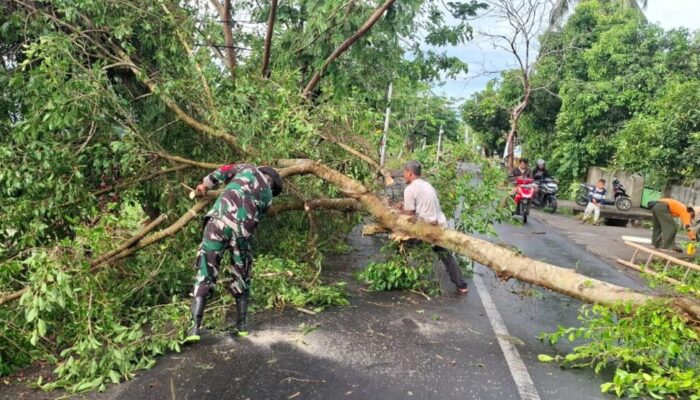 Tangani Pohon Tumbang, Babinsa dan Warga Kompak Aksi Gotong Royong