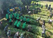 Panen Raya Kodim 1606: Sinergi TNI dan Petani Lokal 