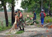 Babinsa dan BPBD Gerak Cepat Atasi Pohon Tumbang