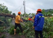 Cuaca Ekstrem di Lombok Barat: Pohon Akasia Tumbang Menutup Jalan Utama