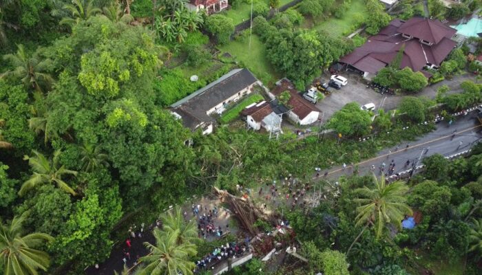 Pohon Tumbang di Depan Sheraton Senggigi, Gotong Royong Jadi Solusi