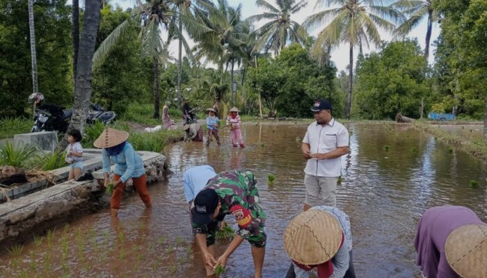 Kolaborasi Babinsa dan PPL Dorong Ketahanan Pangan Nasional