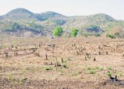 Kerusakan Lingkungan Dampak Tambang dan Illegal Logging di NTB