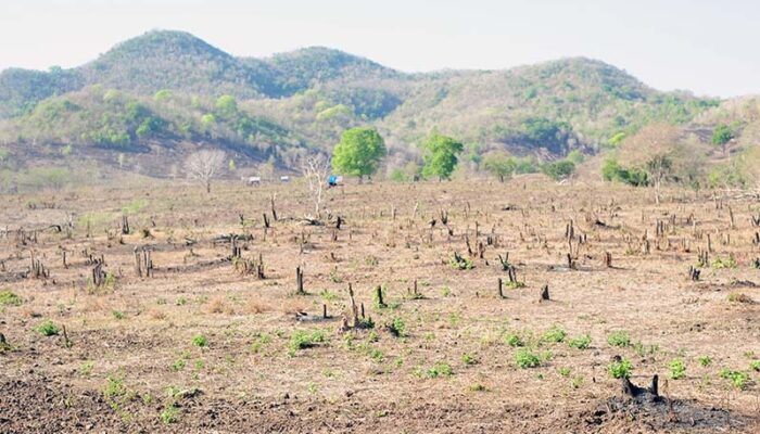 Hutan NTB Digerogoti, Banjir Bandang Ancam Warga Setiap Saat