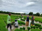 Sinergi TNI dan Petani Dorong Ketahanan Pangan di Lombok Barat