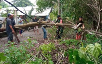 Babinsa dan Warga Segara Katon Gotong Royong Bersihkan Pohon Tumbang