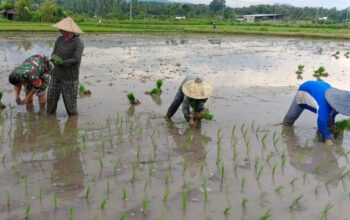 Babinsa Sokong Turun ke Sawah, Bantu Petani Tanam Padi