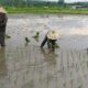 Babinsa Sokong Turun ke Sawah, Bantu Petani Tanam Padi