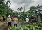 Detik-Detik Pohon Tumbang di Sekotong: Polisi-Warga Bersatu Buka Jalan Kembali