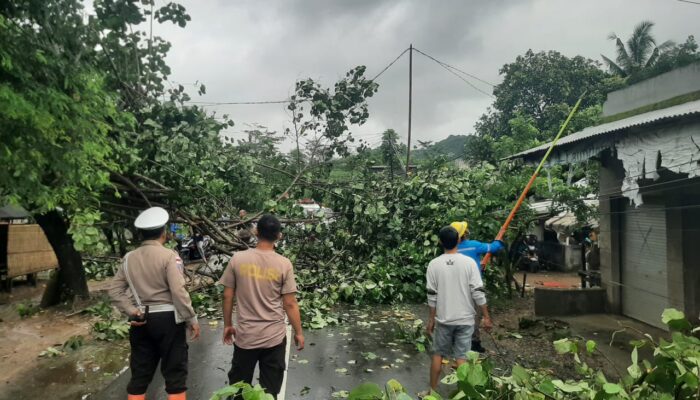 Detik-Detik Pohon Tumbang di Sekotong: Polisi-Warga Bersatu Buka Jalan Kembali