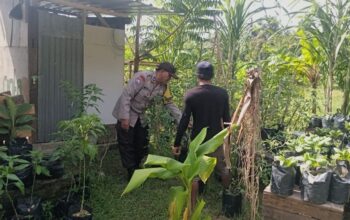 Polsek Batulayar Kawal Lahan Bergizi, Dukung Ketahanan Pangan Lombok Barat