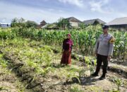 Sinergi Polri dan Petani, Lahan Kosong Jadi Lumbung Pangan di Labuapi