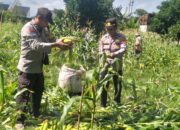 Keakraban Polri dan Masyarakat: Panen Jagung di Bagik Polak Jadi Bukti Nyata