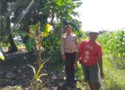 Sinergi Polri dan Warga, Polsek Kuripan Gencarkan Program Ketahanan Pangan