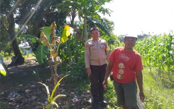 Sinergi Polri dan Warga, Polsek Kuripan Gencarkan Program Ketahanan Pangan