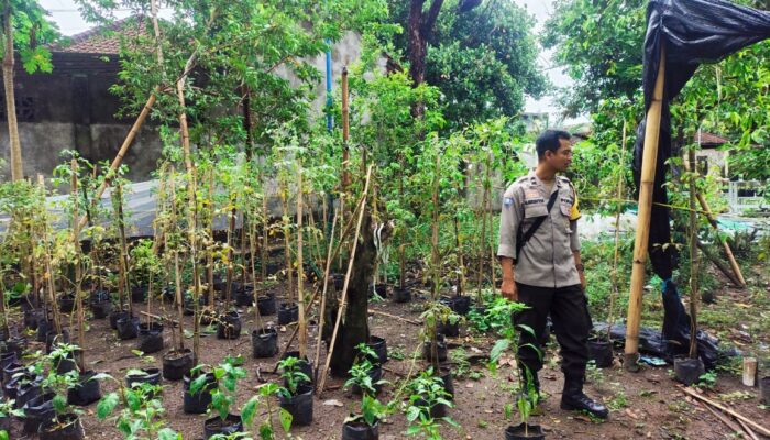 Dukung Ketahanan Pangan, Warga Bengkel Manfaatkan Pekarangan