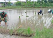 Sinergi Babinsa dan Petani Dorong Ketahanan Pangan di KLU