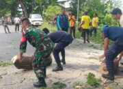 Cegah Bahaya di Jalan! Pemkab KLU Gerak Cepat Pangkas Pohon Rawan Tumbang