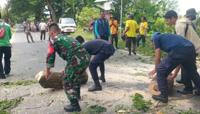 Cegah Bahaya di Jalan! Pemkab KLU Gerak Cepat Pangkas Pohon Rawan Tumbang