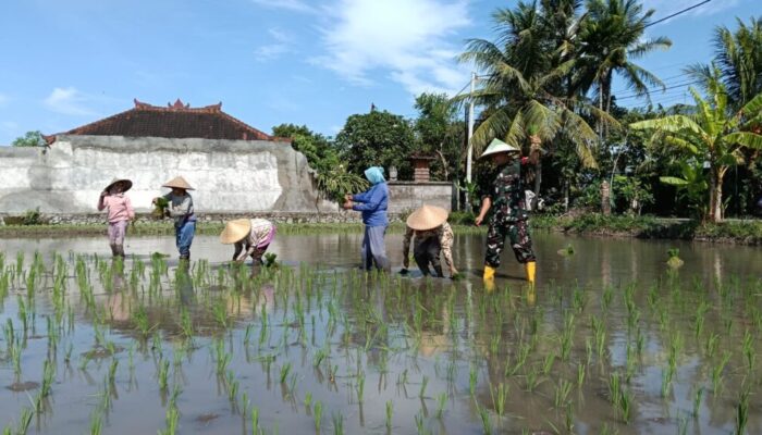 Babinsa Jempong Baru Dampingi Petani Perluas Areal Tanam Padi