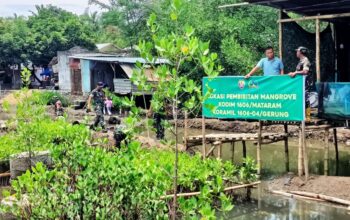 Upaya Hijaukan Pesisir, Dandim 1606 Pantau Pembibitan Mangrove 