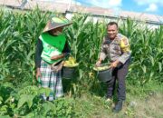 Bhabinkamtibmas Desa Bagik Polak Barat Ajak Petani Jagung Maju, Dukung Ketahanan Pangan