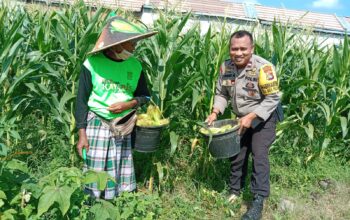 Bhabinkamtibmas Desa Bagik Polak Barat Ajak Petani Jagung Maju, Dukung Ketahanan Pangan