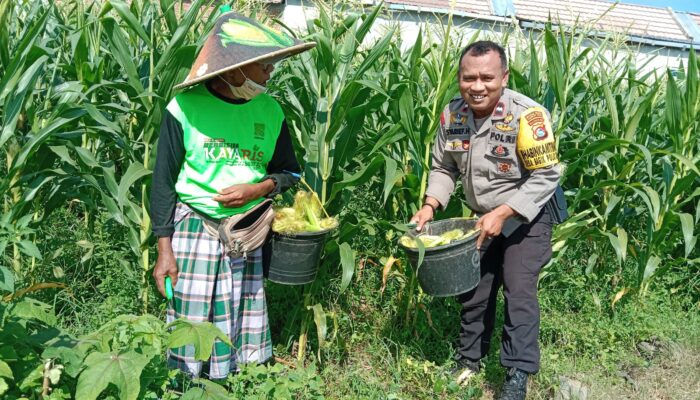 Semangat Baru! Bhabinkamtibmas Bagik Polak Barat Motivasikan Petani Jagung