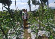 Bhabinkamtibmas Jagaraga Dorong Warga Tanam Sayur di Pekarangan Rumah