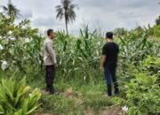 Kisah Inspiratif dari Labuapi: Sinergi Polisi-Petani Ciptakan Kemandirian Pangan