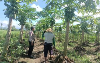 Bhabinkamtibmas Ombe Baru Bantu Warga Optimalkan Lahan Pertanian di Kediri