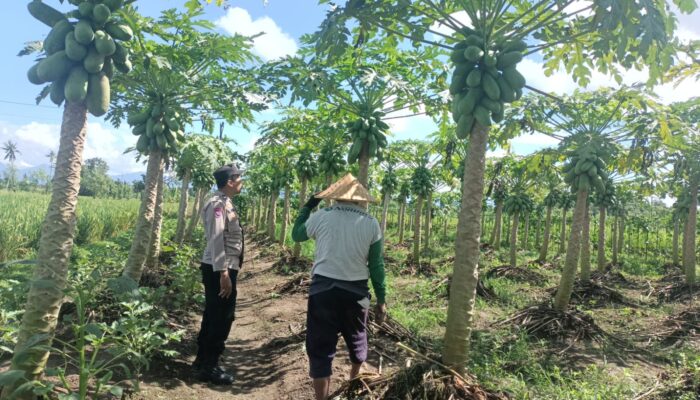 Bhabinkamtibmas Ombe Baru Ajak Warga Manfaatkan Lahan Kosong untuk Pertanian