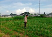 Dukung Ketahanan Pangan, Polsek Labuapi Sambangi Petani Jagung di Karang Bongkot