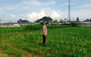 Dukung Ketahanan Pangan, Polsek Labuapi Sambangi Petani Jagung di Karang Bongkot