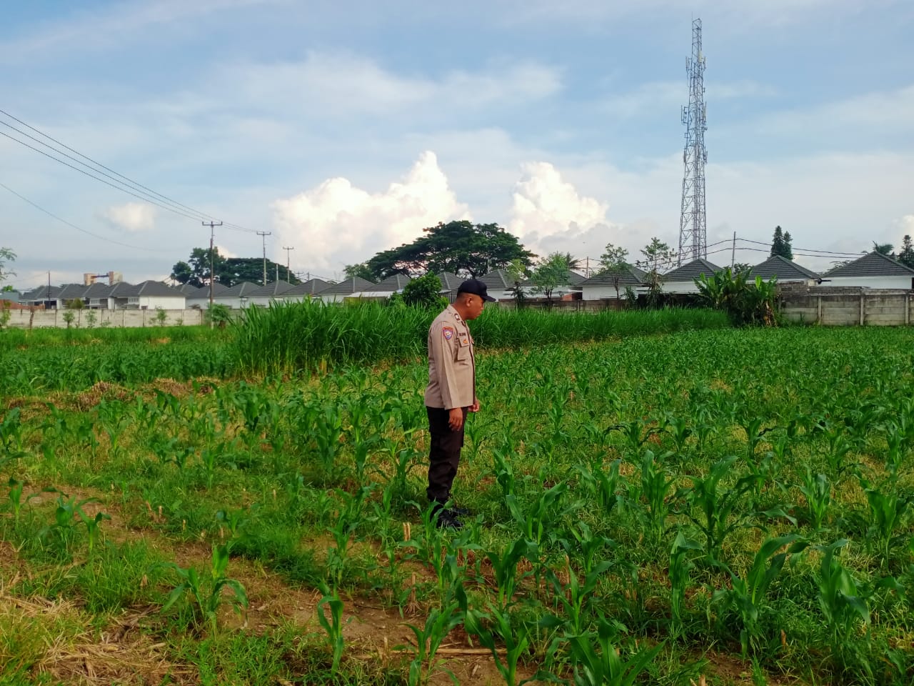 Dukung Ketahanan Pangan, Polsek Labuapi Sambangi Petani Jagung di Karang Bongkot