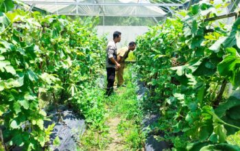 P2B di Labuapi, Warga Panen Sayur dan Buah di Pekarangan