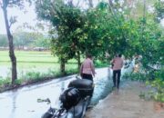 Pohon Tumbang Tutupi Jalan di Perumahan Mavilla, Polisi dan Warga Sigap Evakuasi