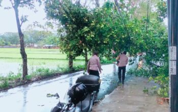 Hujan Deras & Angin Kencang, Pohon Tumbang di Lombok Barat