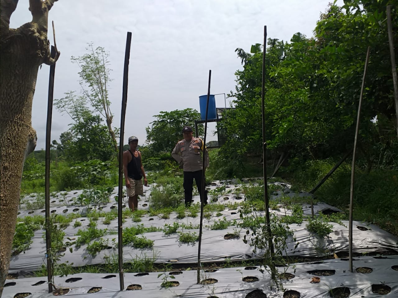 Dukung Ketahanan Pangan, Warga Jagaraga Mulai Bertani di Rumah