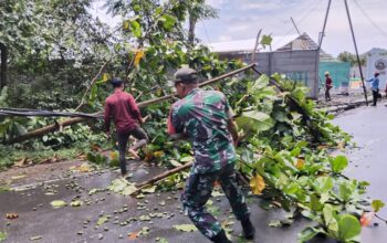 Pohon Tumbang Tutup Jalan, Babinsa Gerak Cepat Bersihkan Lokasi