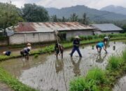 Dukung Ketahanan Pangan, Babinsa dan Petani Bersinergi di Musim Tanam