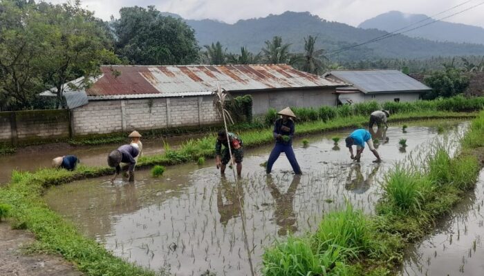 Dukung Ketahanan Pangan, Babinsa dan Petani Bersinergi di Musim Tanam